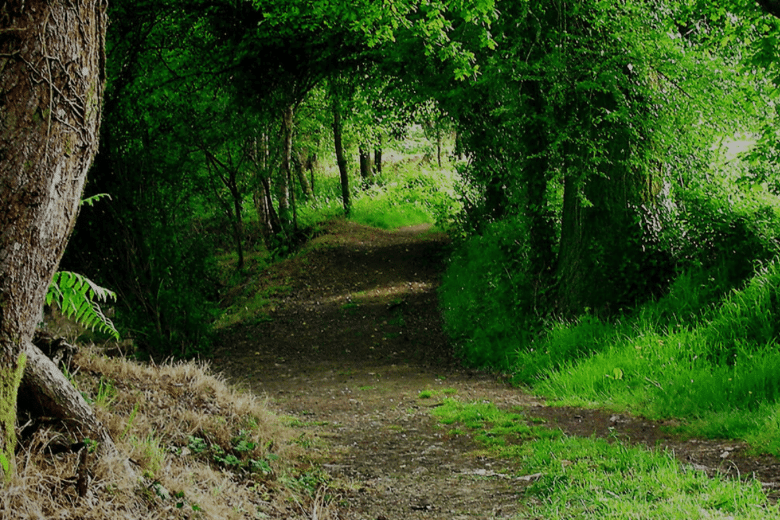 5 RUTAS DEL CAMINO FRANCÉS A SANTIAGO DE COMPOSTELA