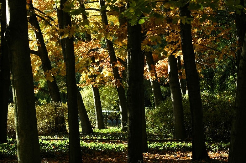 CONXO BANQUET FOREST ROUTE