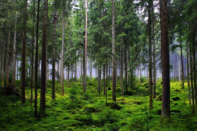 The Fir Forest