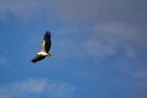 Ornithologie in Galicien