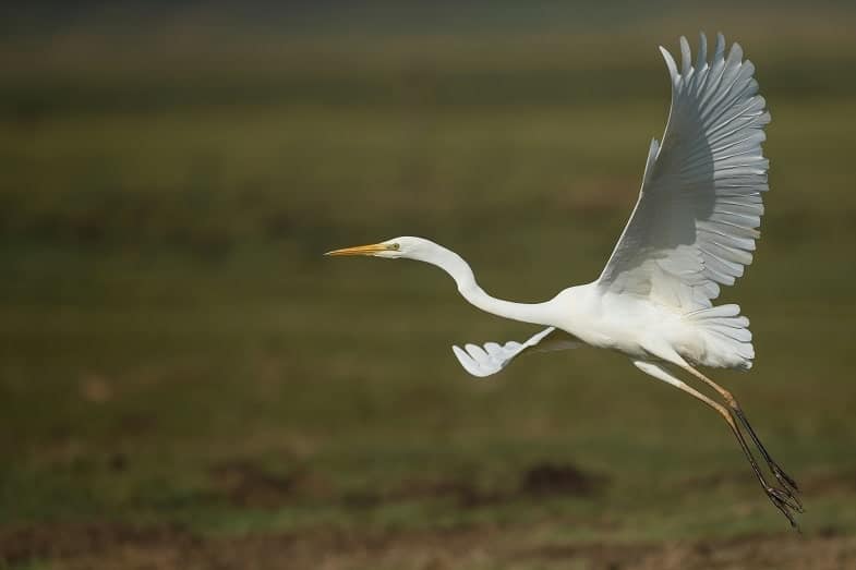 Garza real en Galicia